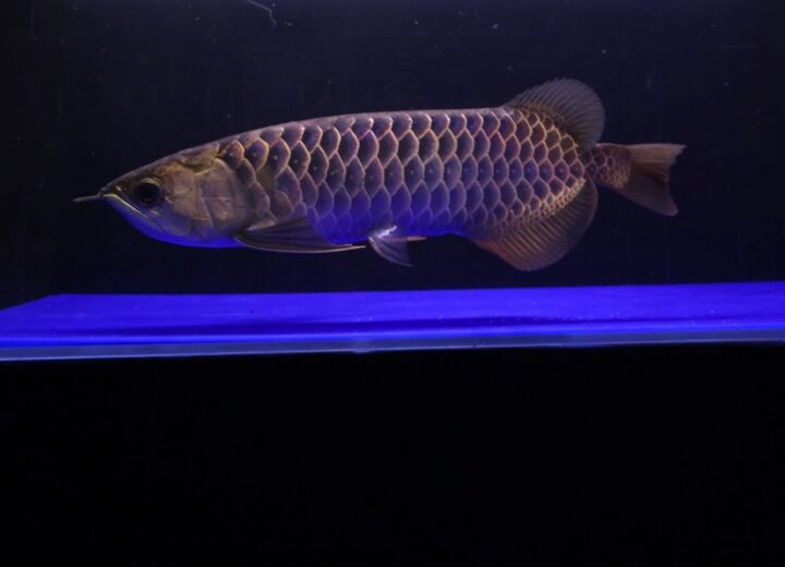 大阪でアロワナ・大型魚・高級魚の販売・買取なら株式会社キングコング