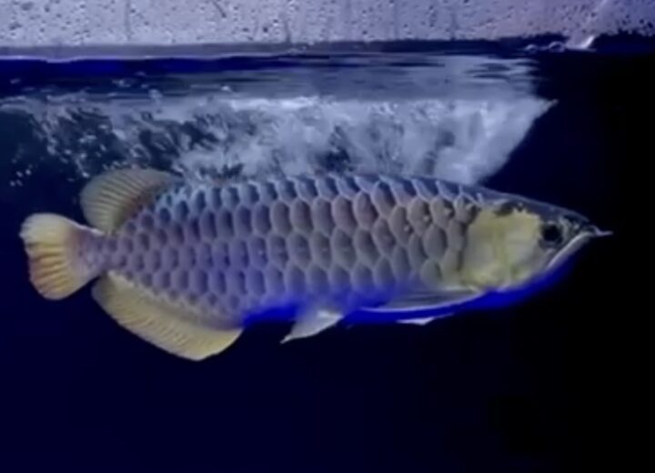 大阪でアロワナ・大型魚・高級魚の販売・買取なら株式会社キングコング
