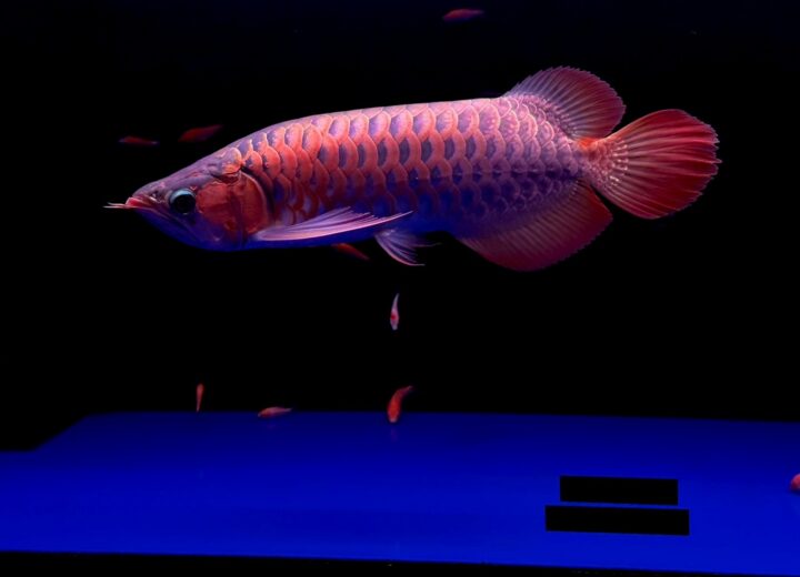 大阪でアロワナ・大型魚・高級魚の販売・買取なら株式会社キングコング