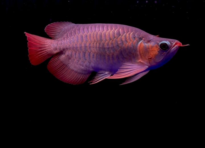 大阪でアロワナ・大型魚・高級魚の販売・買取なら株式会社キングコング